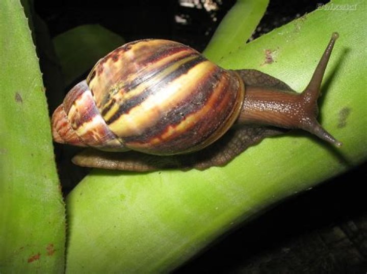 Molusco - Bio, Age, Wiki, Facts and Family